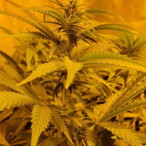 Critical growlog timeline photo