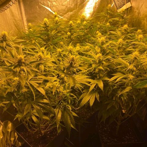 Critical growlog timeline photo