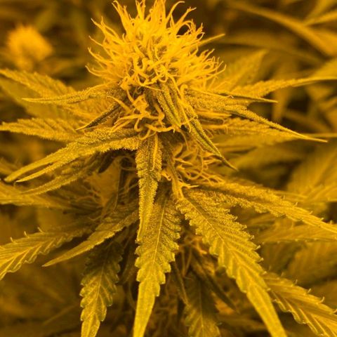 Critical growlog timeline photo