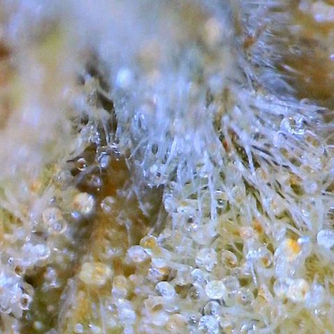 Critical growlog timeline photo