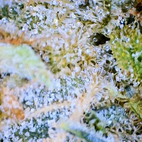 Critical growlog timeline photo