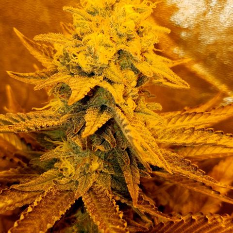 Critical growlog timeline photo