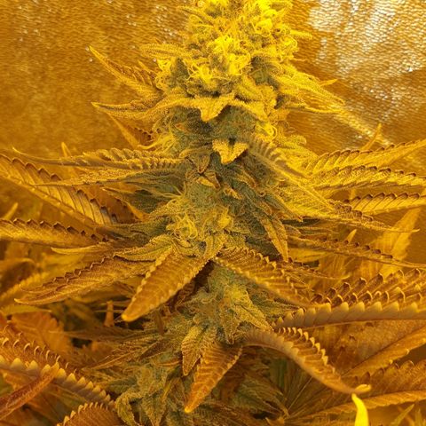 Critical growlog timeline photo
