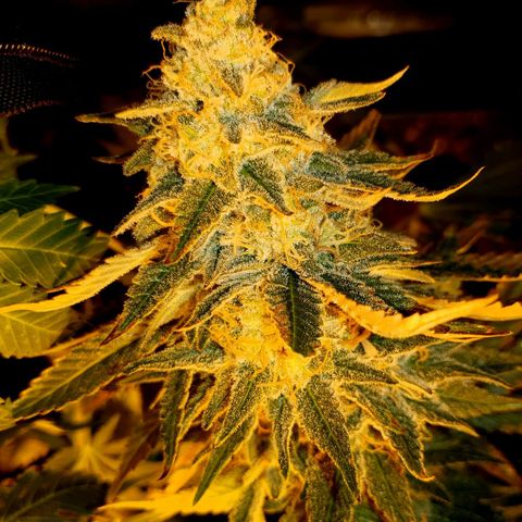 Critical growlog timeline photo