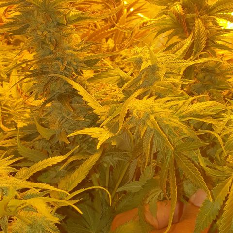 Critical growlog timeline photo