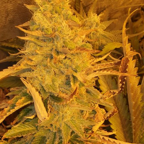 Critical growlog timeline photo