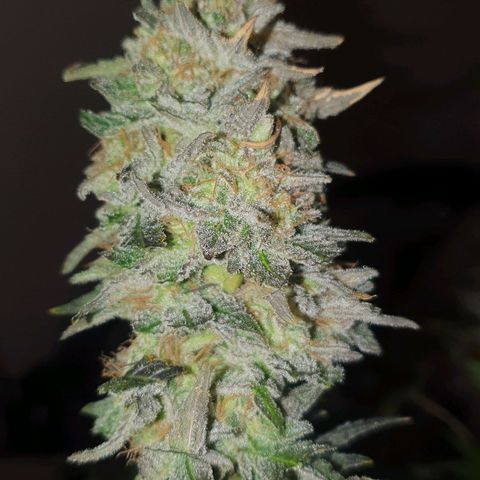 Critical growlog timeline photo