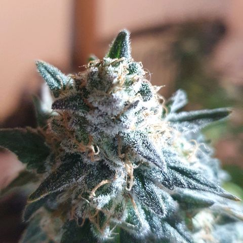 Critical growlog timeline photo