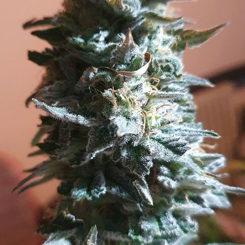 Critical growlog timeline photo