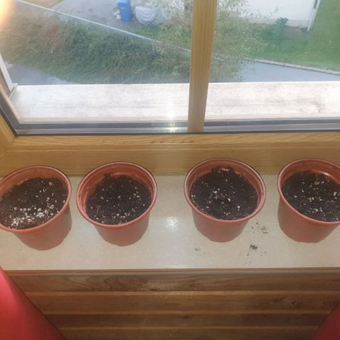 Captain Future growlog timeline photo