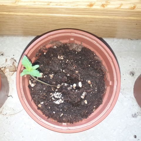Captain Future growlog timeline photo