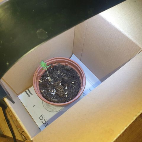 Captain Future growlog timeline photo