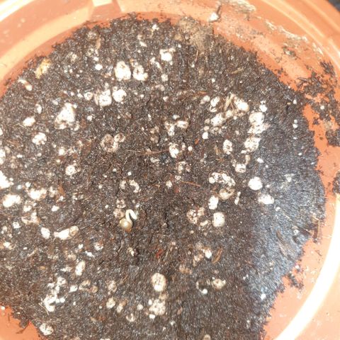 Captain Future growlog timeline photo