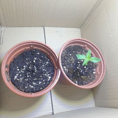 Captain Future growlog timeline photo