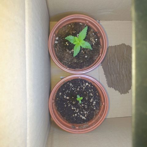 Captain Future growlog timeline photo