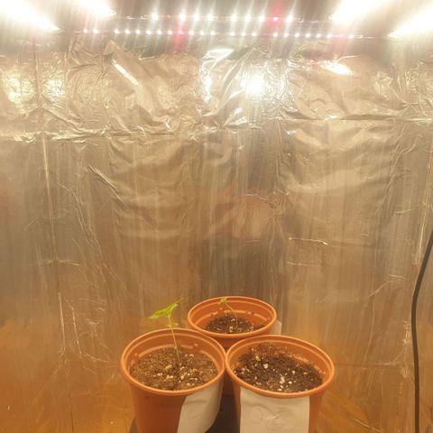 Captain Future growlog timeline photo