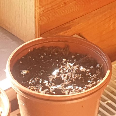 Captain Future growlog timeline photo