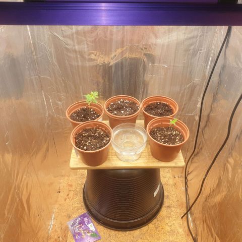 White Widow  growlog timeline photo