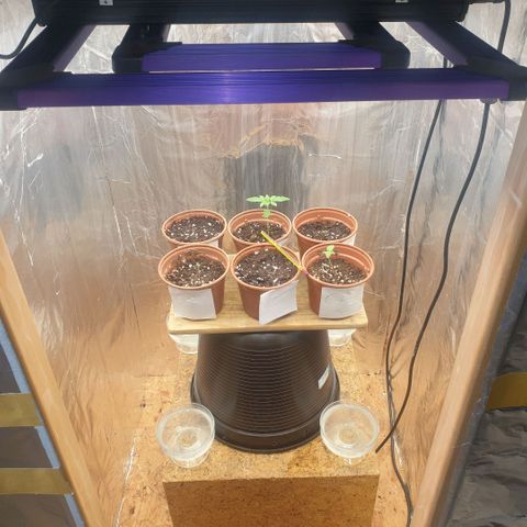 White Widow  growlog photo: Alle Töpfe sind nun besetzt es kann los gehen :) 3 × Captain Future / 2 × OG Kush / 1 × White Widow 