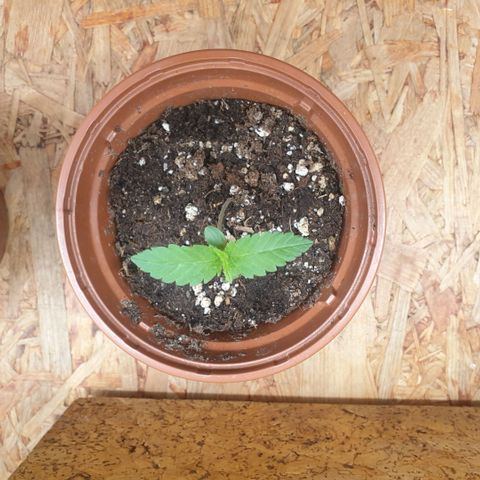 Captain Future growlog timeline photo