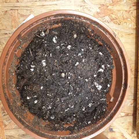 Captain Future growlog timeline photo