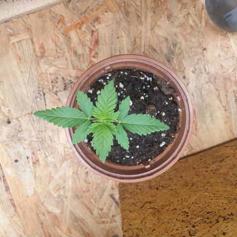 Captain Future growlog timeline photo
