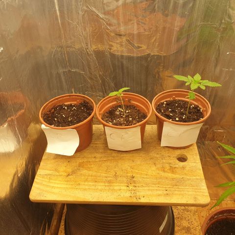 Captain Future growlog timeline photo