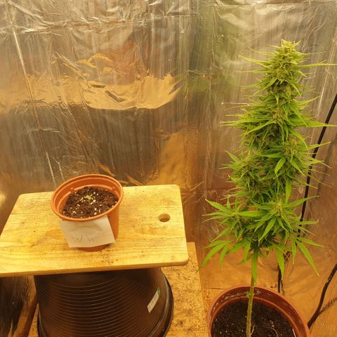 White Widow  growlog photo: Anfang und Ende :) ist das gleiche Weed links u rechts.
