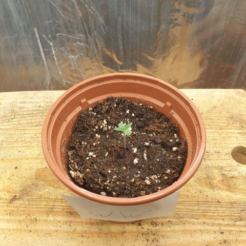 White Widow  growlog timeline photo