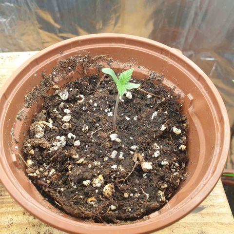 OG Kush growlog timeline photo