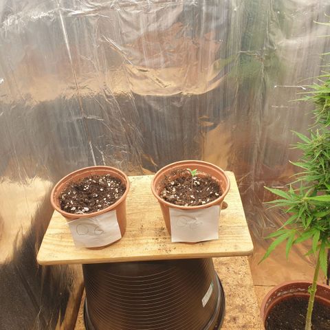 OG Kush growlog timeline photo