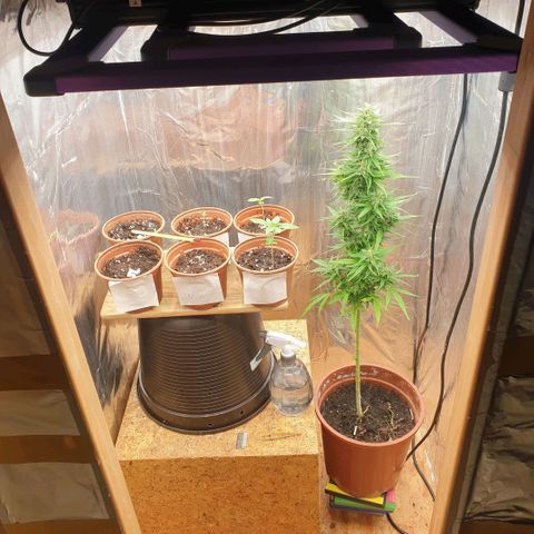 White Widow  growlog timeline photo