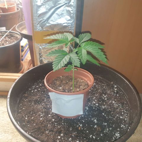 Captain Future growlog timeline photo