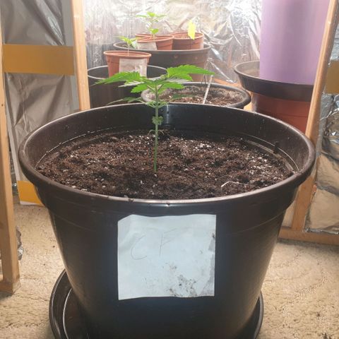 Captain Future growlog timeline photo