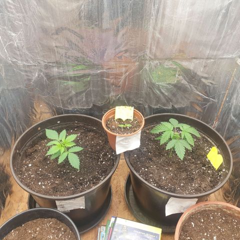 Captain Future growlog photo: Alle 3 zusammen :)