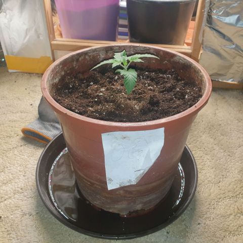 OG Kush growlog timeline photo