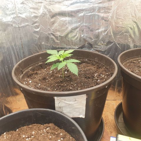 Captain Future growlog timeline photo
