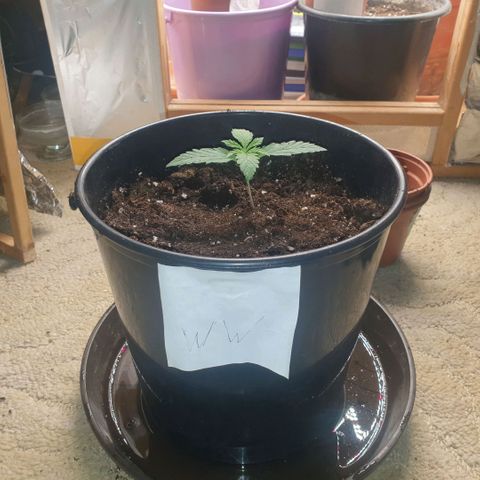 White Widow  growlog timeline photo