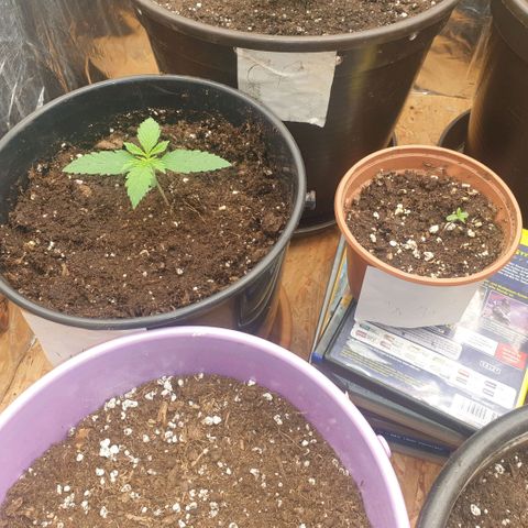 White Widow  growlog timeline photo