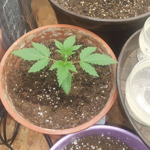 OG Kush growlog timeline photo