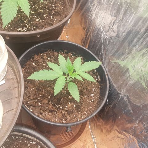 White Widow  growlog timeline photo