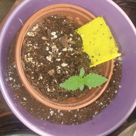 White Widow  growlog timeline photo
