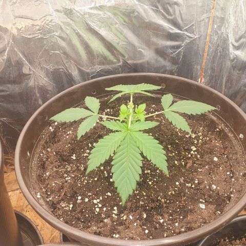 Captain Future growlog timeline photo