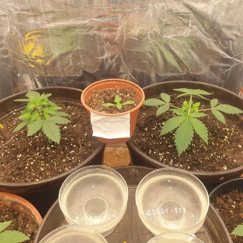 Captain Future growlog timeline photo