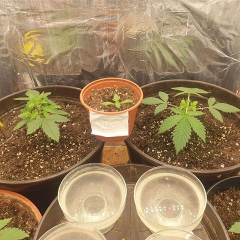 Captain Future growlog timeline photo