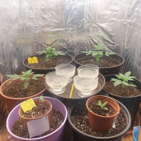 White Widow  growlog timeline photo