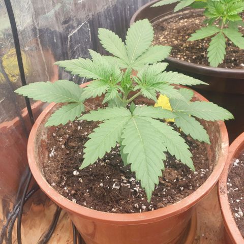 OG Kush growlog timeline photo