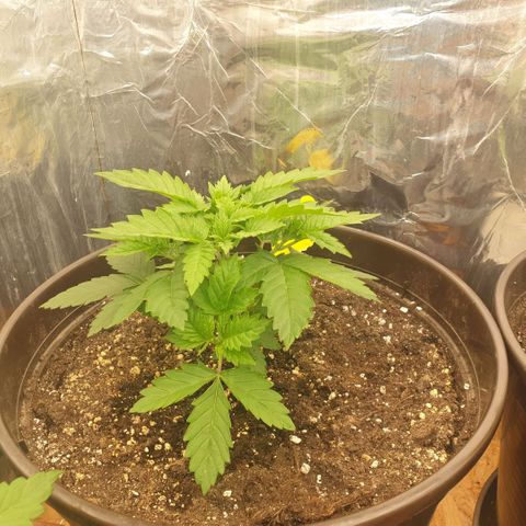 Captain Future growlog timeline photo