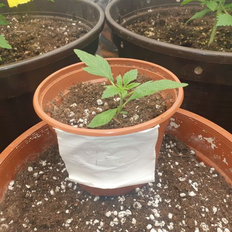Captain Future growlog timeline photo