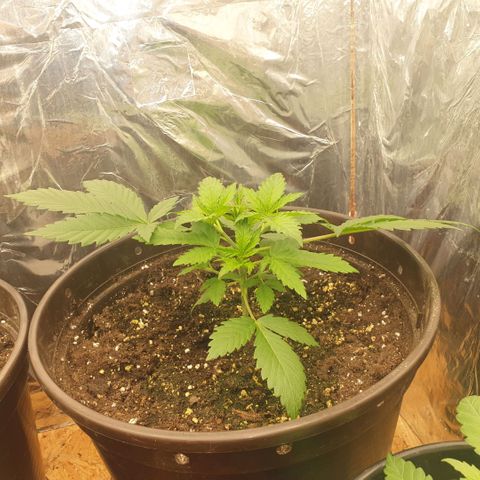 Captain Future growlog timeline photo